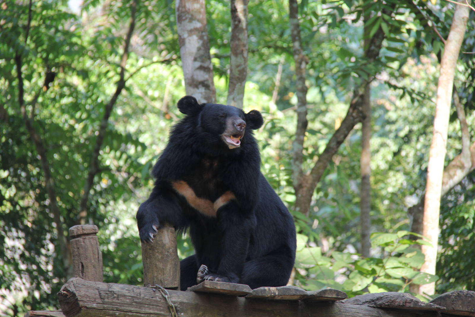 Free the Bears Tat Kuang Si Bear Rescue Centre