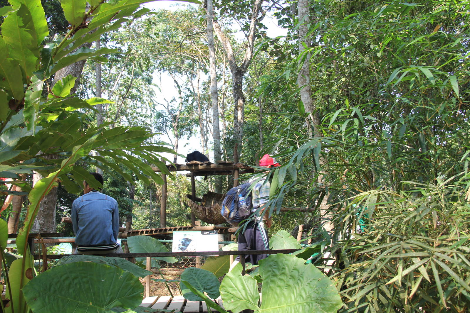 Free the Bears Tat Kuang Si Bear Rescue Centre