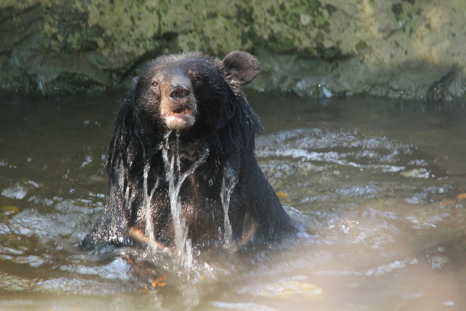 Free the Bears Tat Kuang Si Bear Rescue Centre