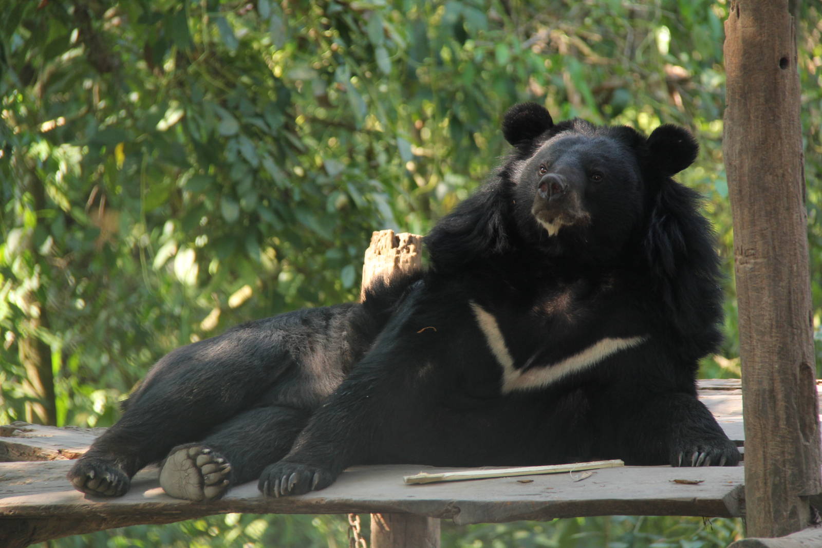 Free the Bears Tat Kuang Si Bear Rescue Centre