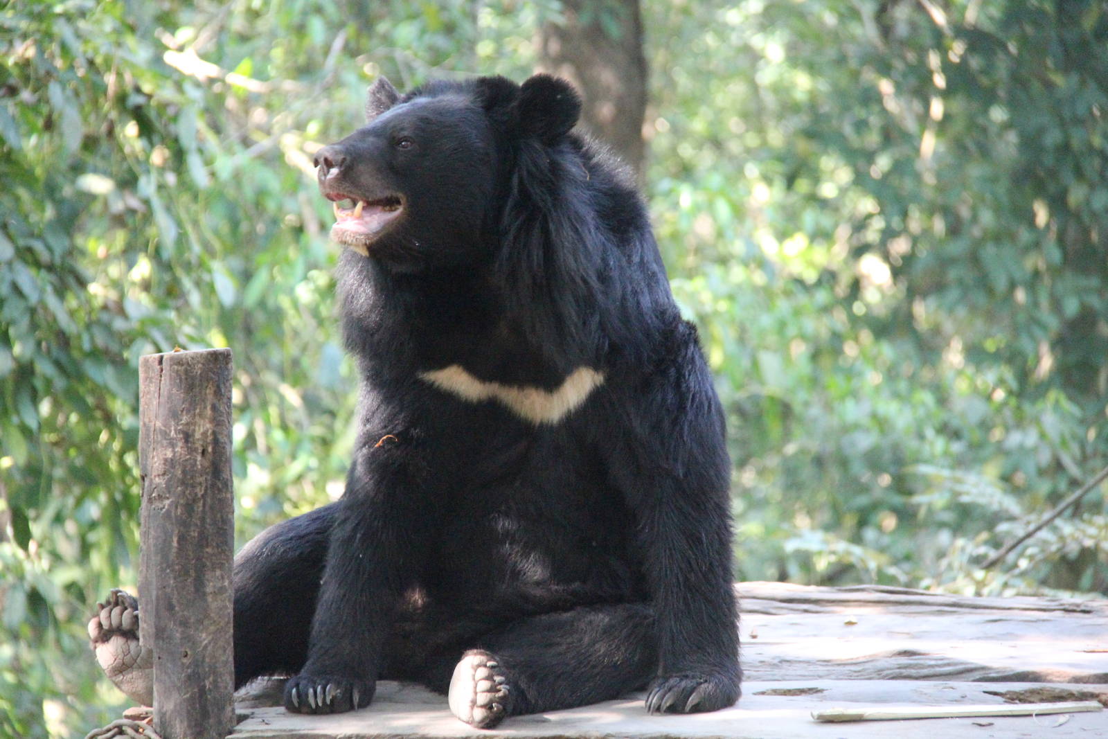 Free the Bears Tat Kuang Si Bear Rescue Centre
