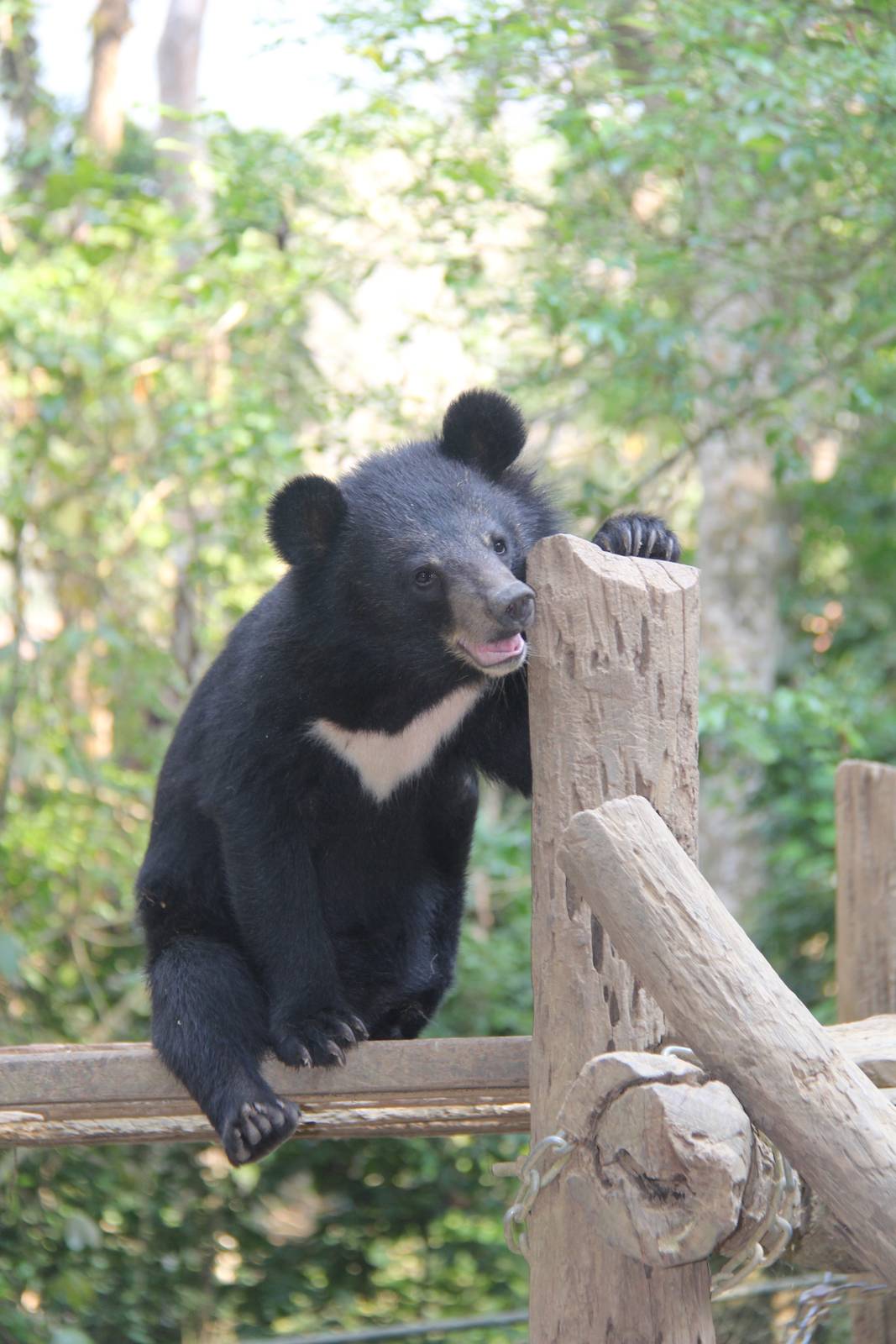 Free the Bears Tat Kuang Si Bear Rescue Centre
