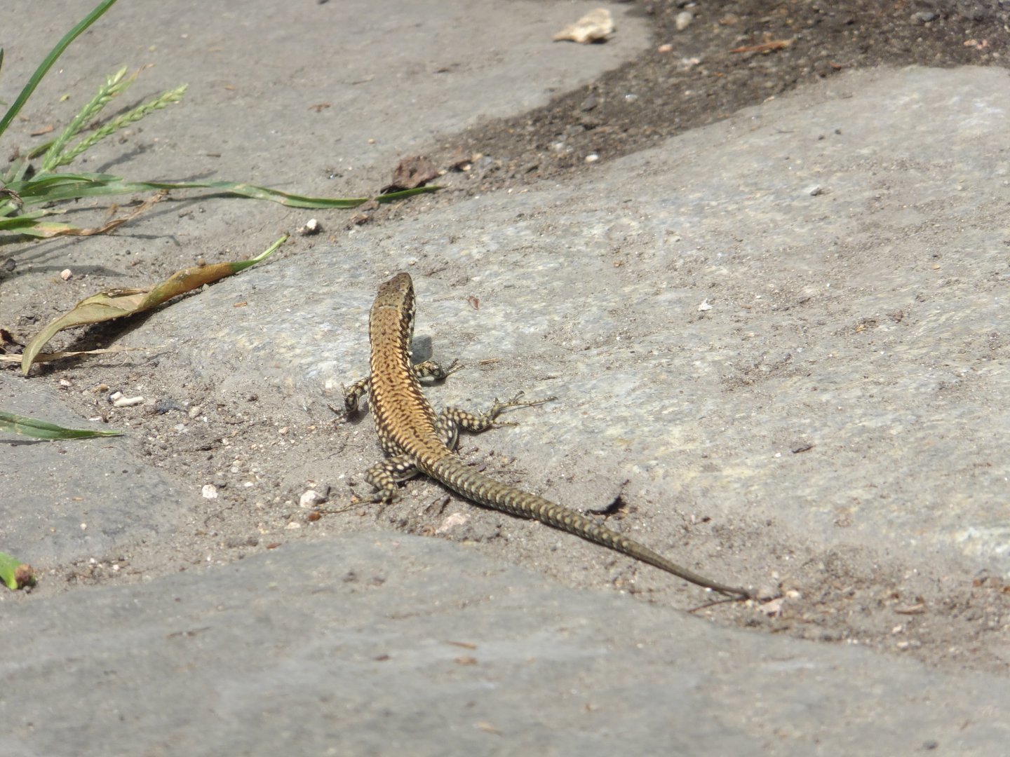 Free wall lizard