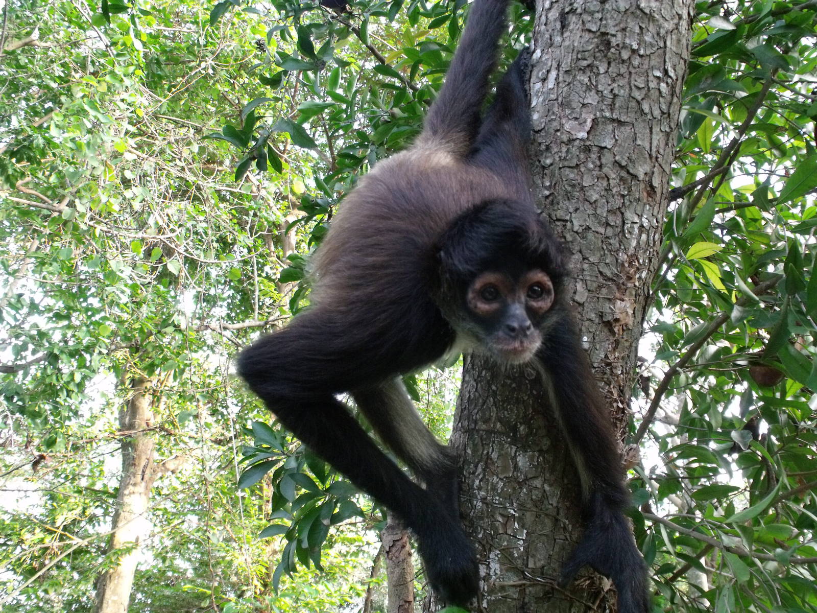 free yucatan spider monkey