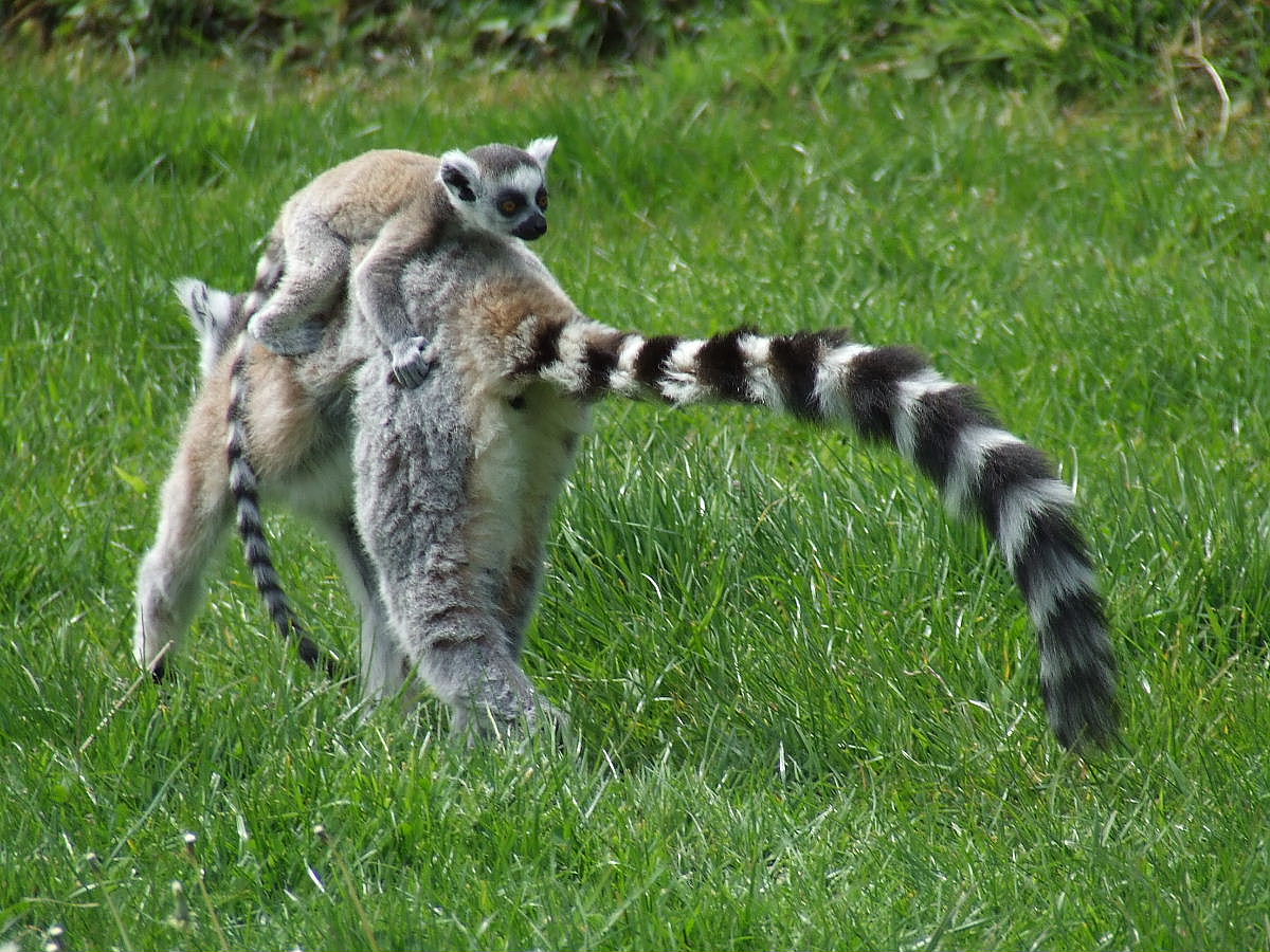 Freebie Passenger, Lemur Encounters