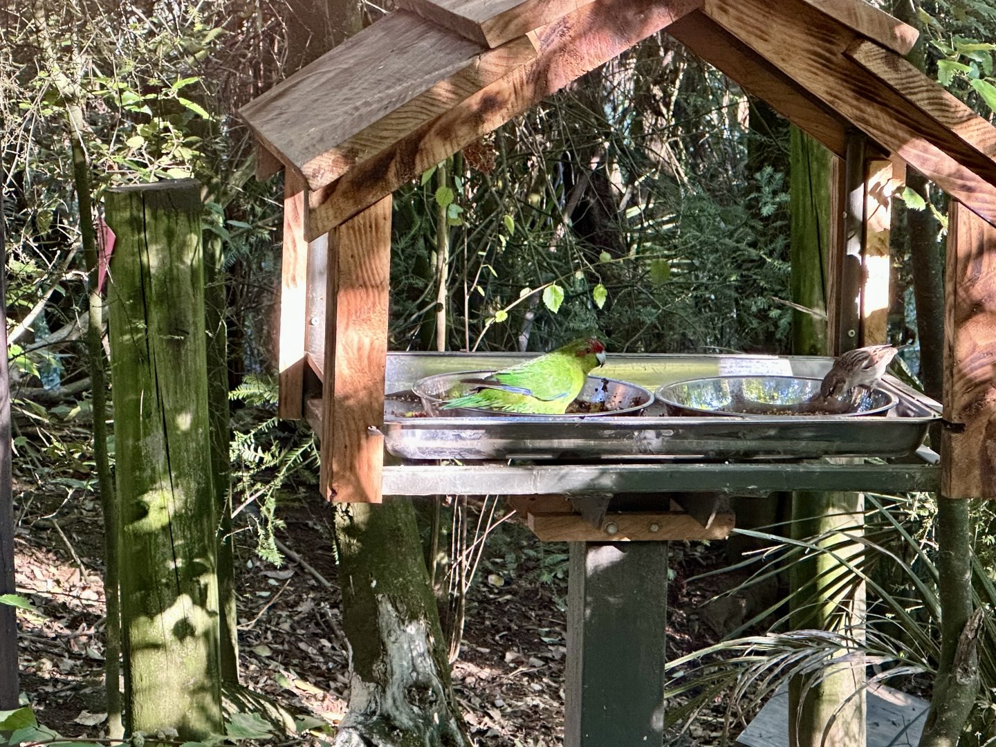 Freeflight Aviary - Feeding Station