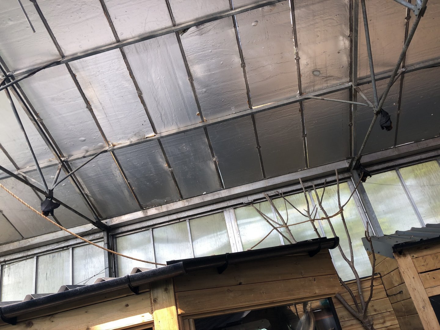 Freeflying Rodrigues Fruit Bats at Lakeland Wildlife Oasis (2020)