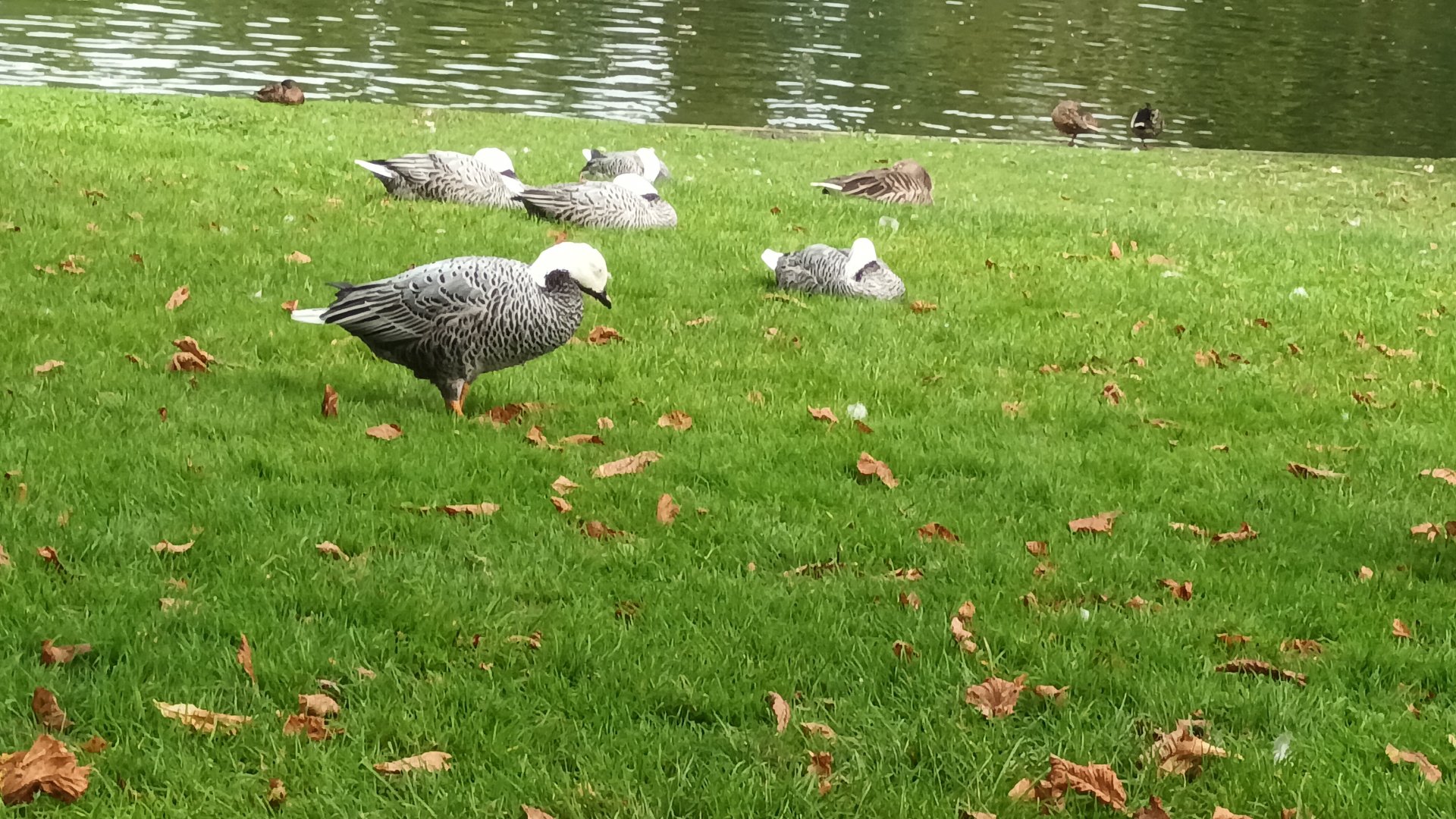 Freeraoming Emperor Geese