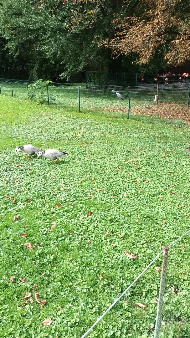 Freeroaming Bar headed Geese and Enclosures of Demoiselle Crane and Caribbean Flamingo behind