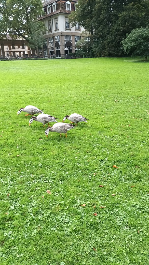 Freeroaming Bar headed Geese