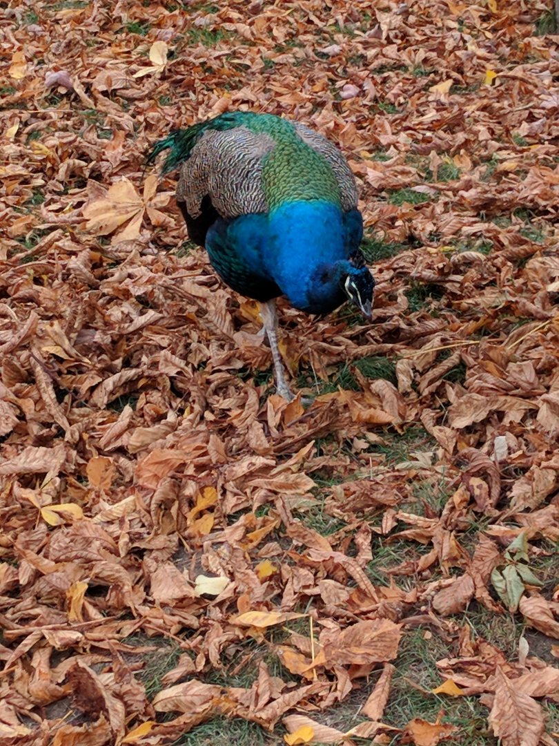 Freeroaming Blue Indian Peafowl Zoo Praha 2018