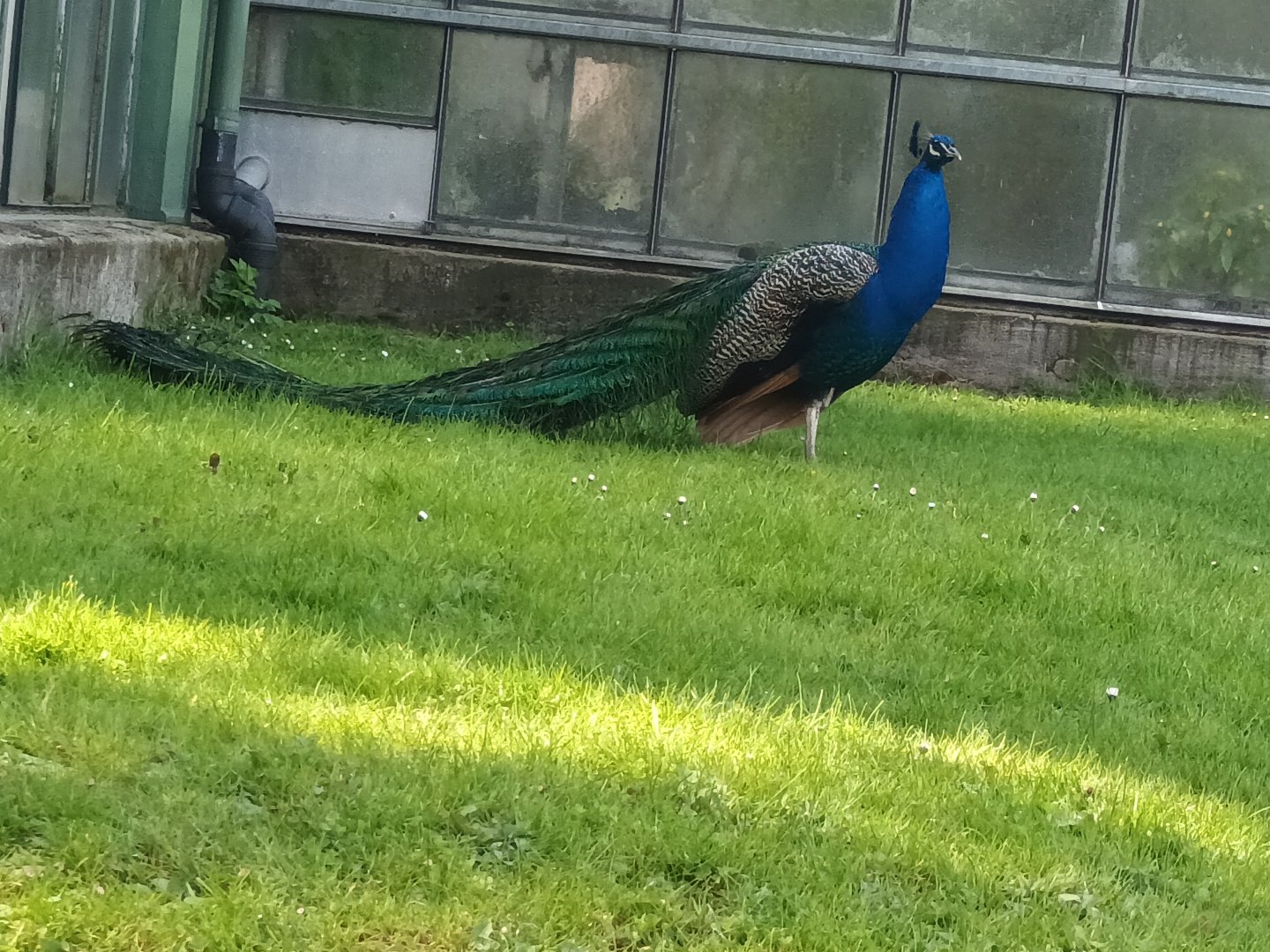 Freeroaming Blue Peafowl