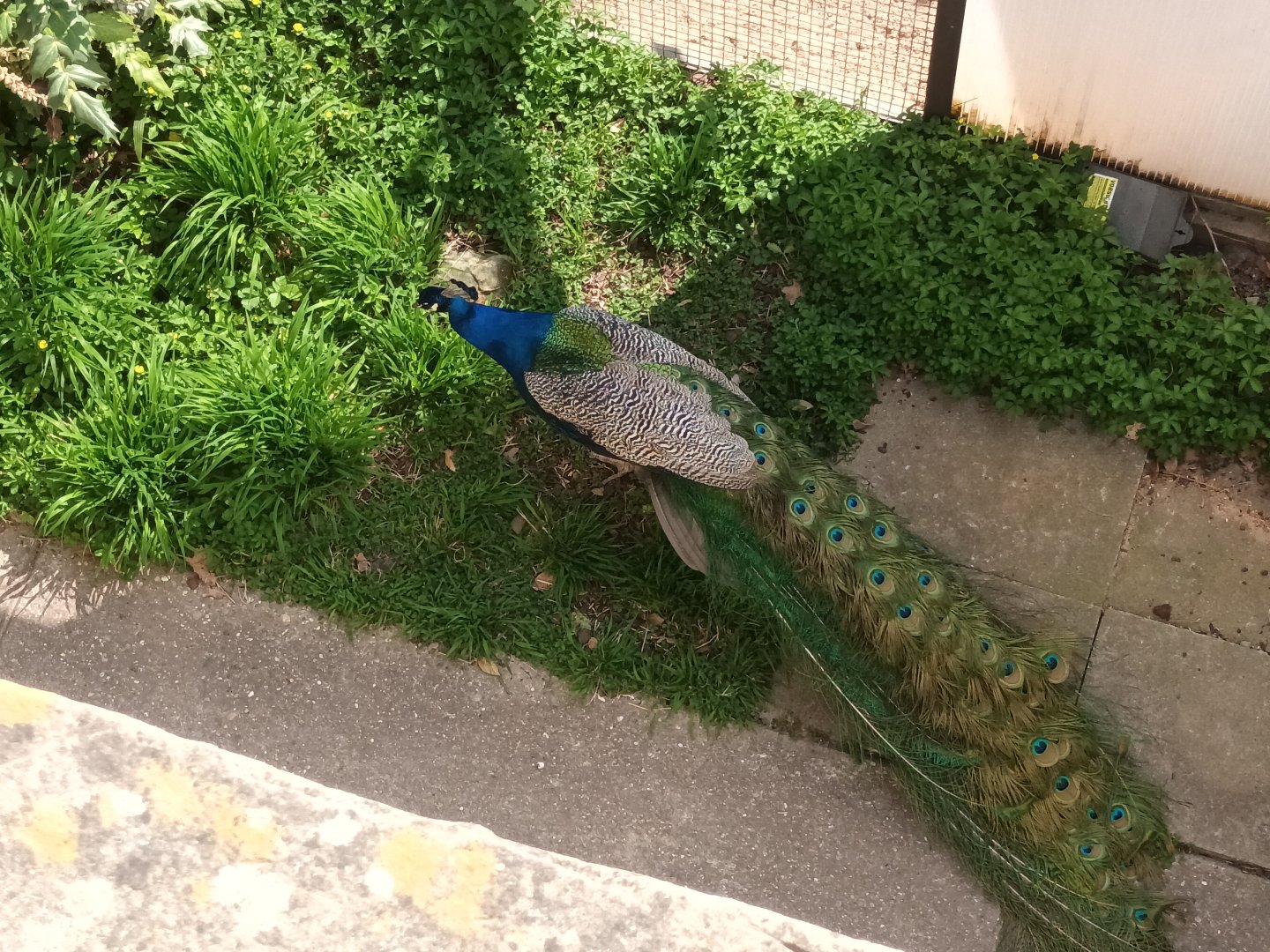 Freeroaming Blue Peafowl