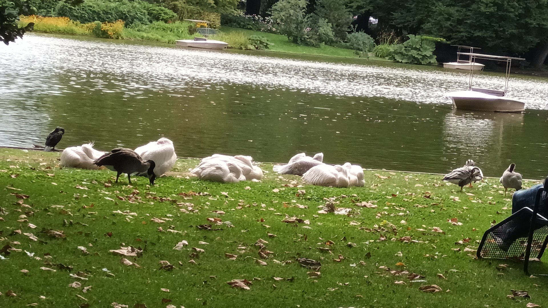 Freeroaming Dalmatian Pelicans and Bar headed Geese