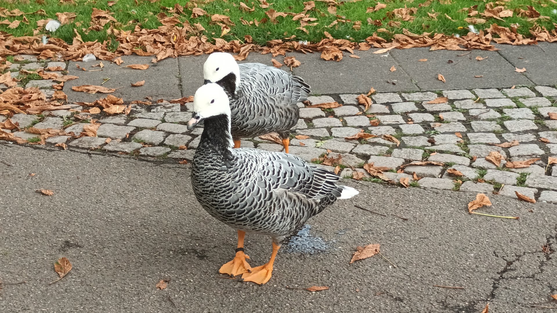 Freeroaming Emperor Geese