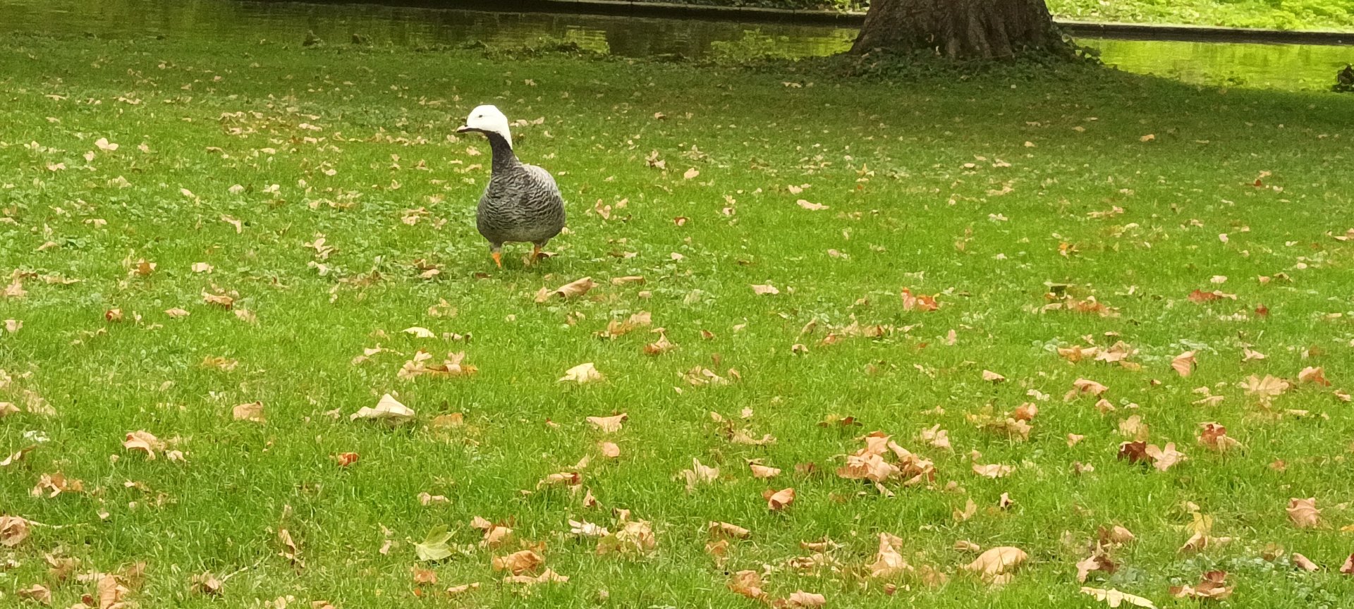 freeroaming Emperor Goose