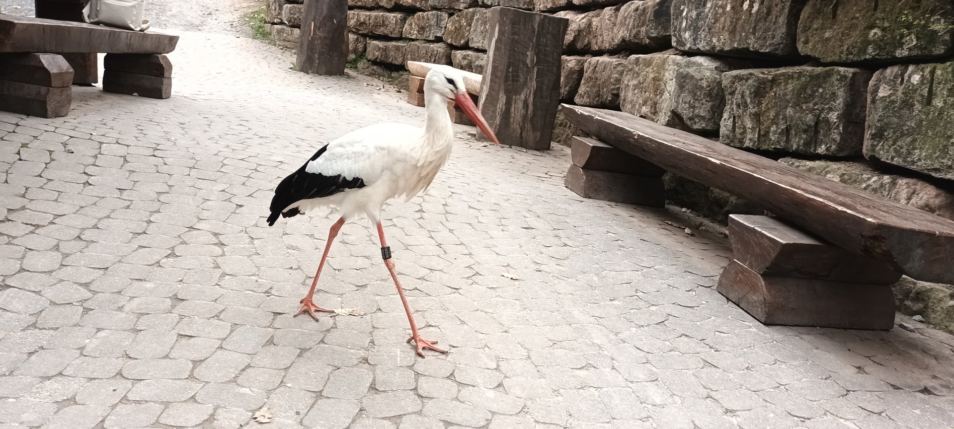 freeroaming European white Stork