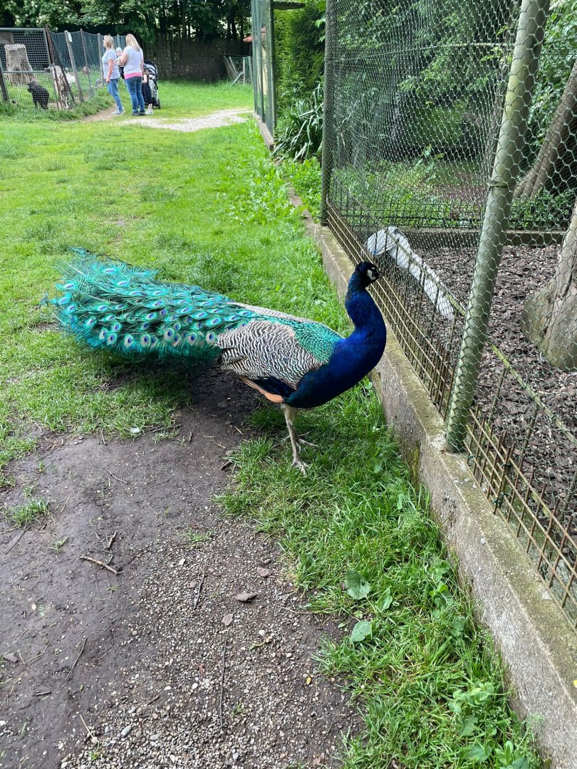 Freeroaming Indian Peafowl