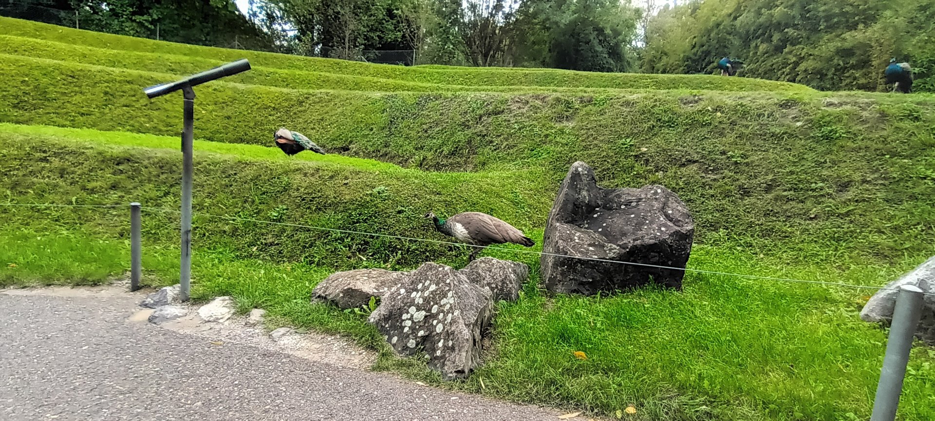 Freeroaming Indian Peafowls