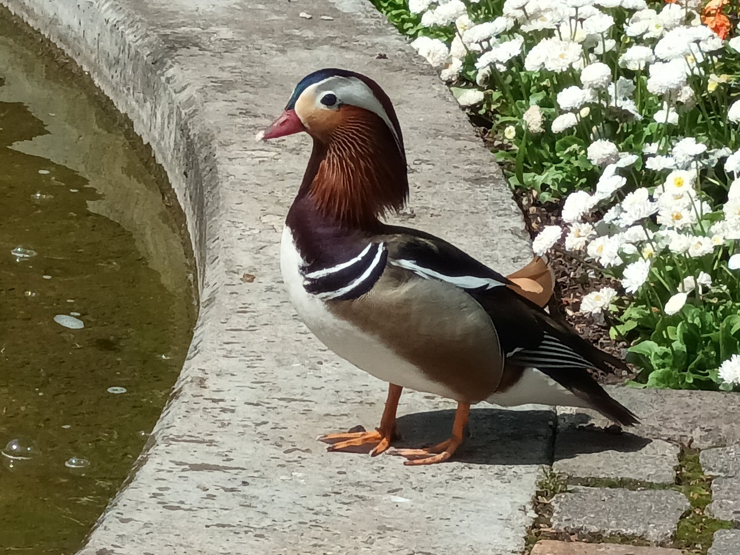 Freeroaming Mandarin Duck
