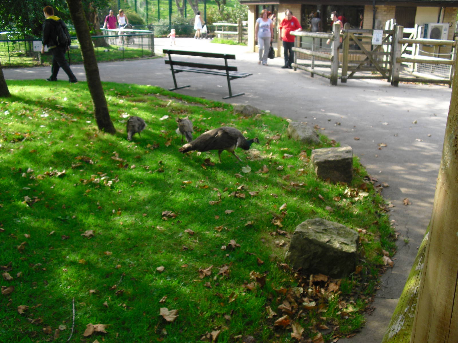 Freeroaming Peafowl - 01/10/2011