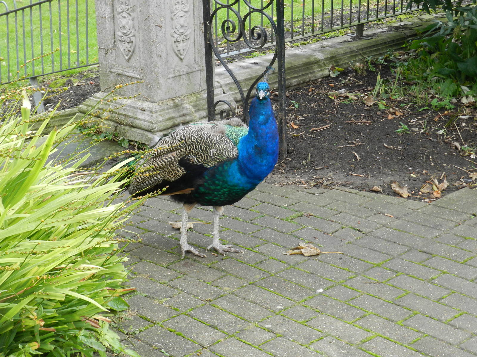 Freeroaming Peafowl at Flamingo Land - 14/10/2012