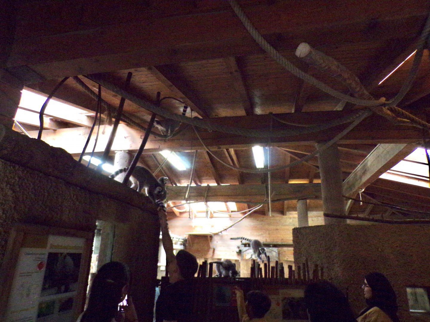 Freeroaming ring-tailed lemurs in rhino house 13.7.25