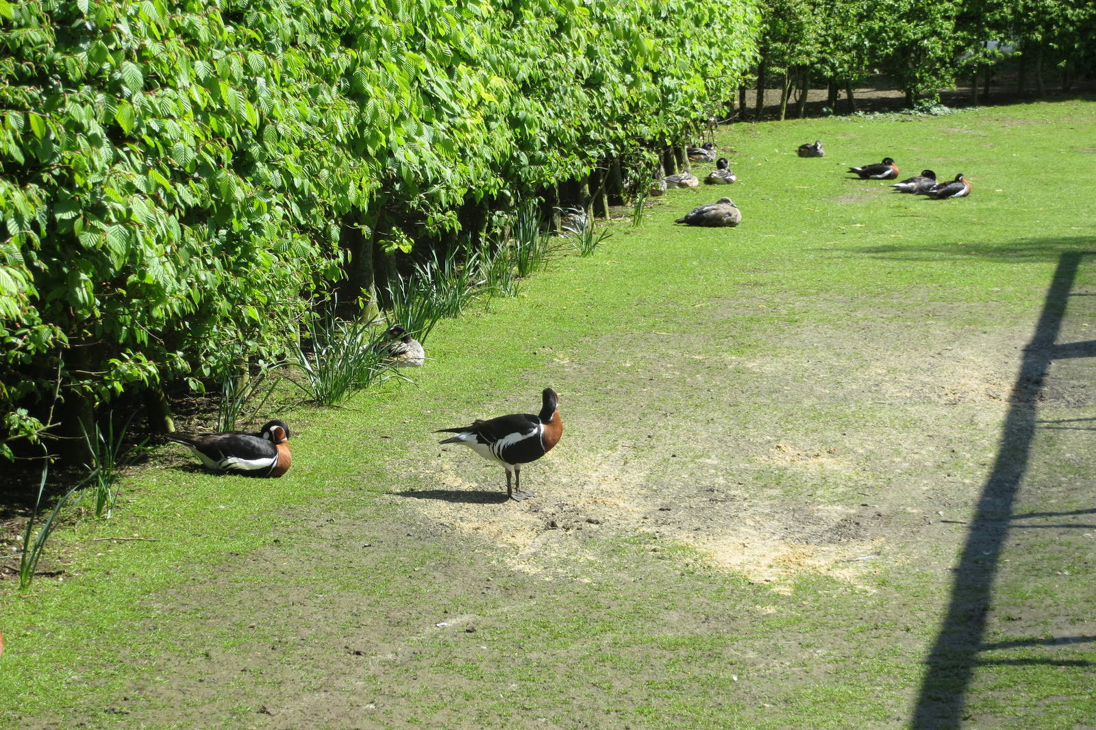 Freeroaming Waterfowl 090515