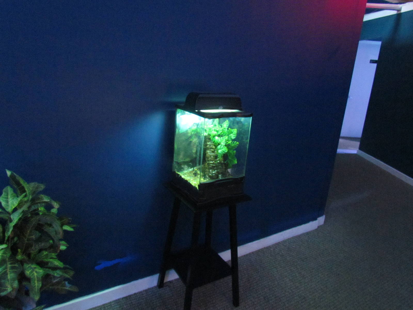 Freestanding Terrarium