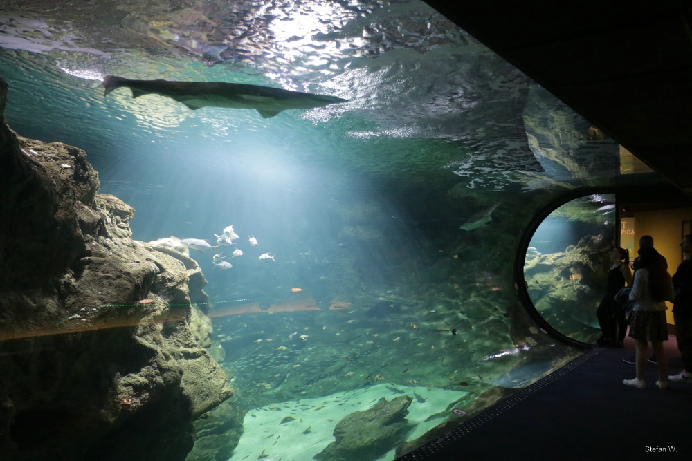 Freewater tank with sandtiger and grey reef sharks