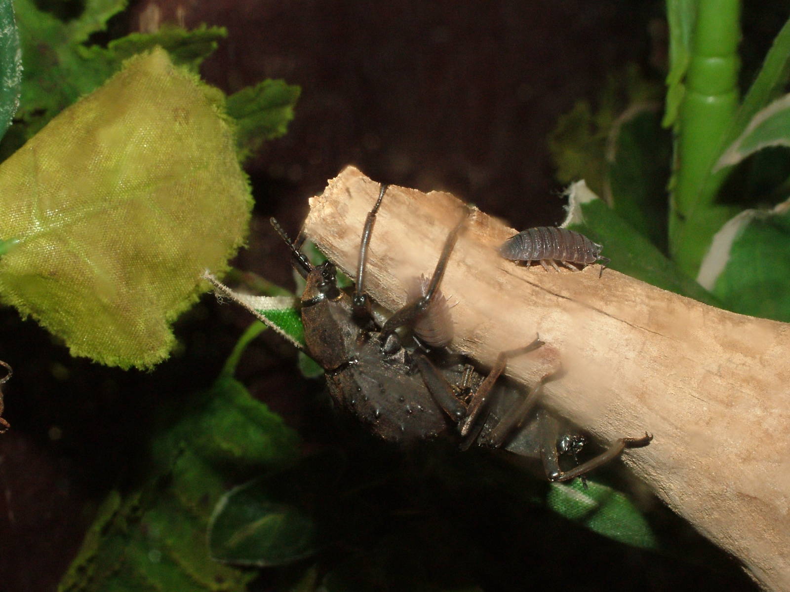 Fregate Beetles at Bristol 19/12/09