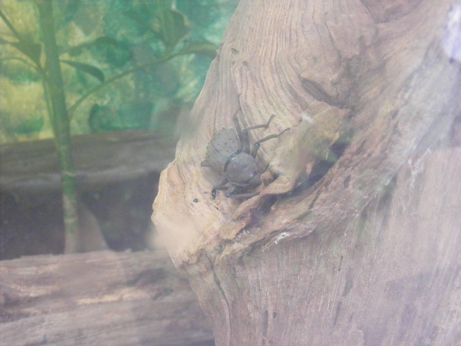 Fregate Island beetle at Marwell Wildlife, 21 May 2011