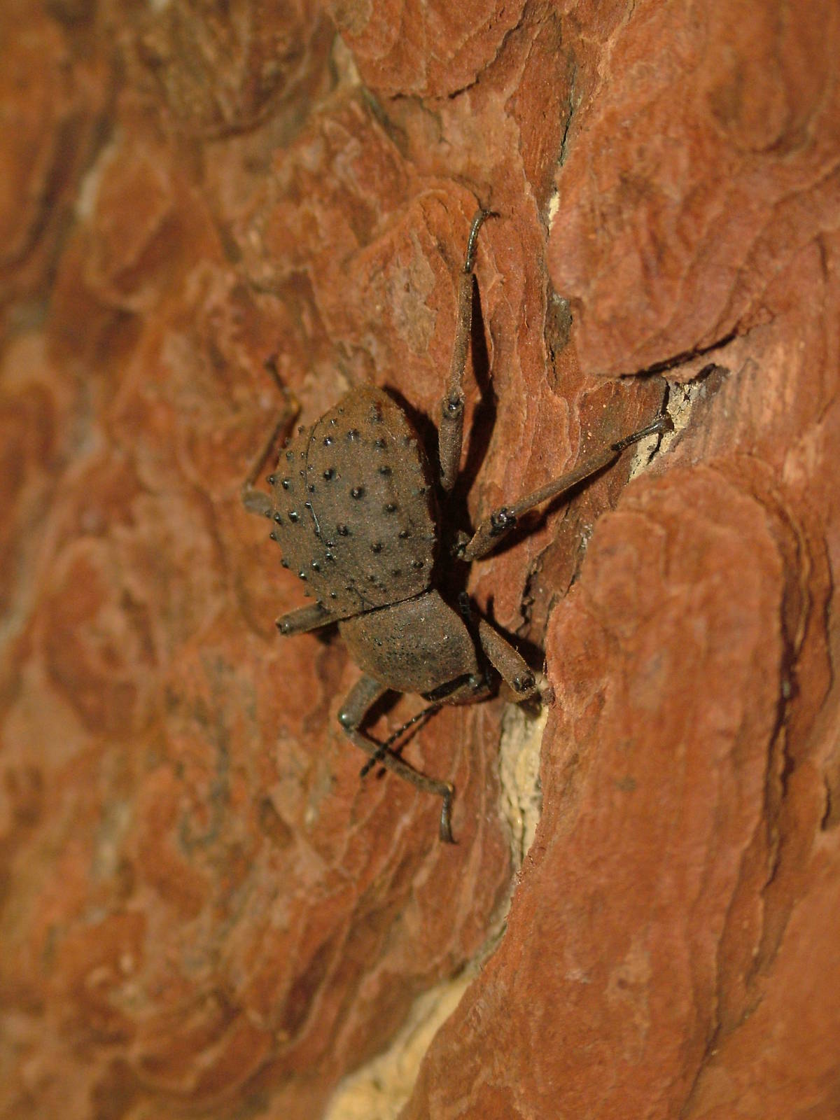 Fregate Island Beetle at Whipsnade 08/05/11