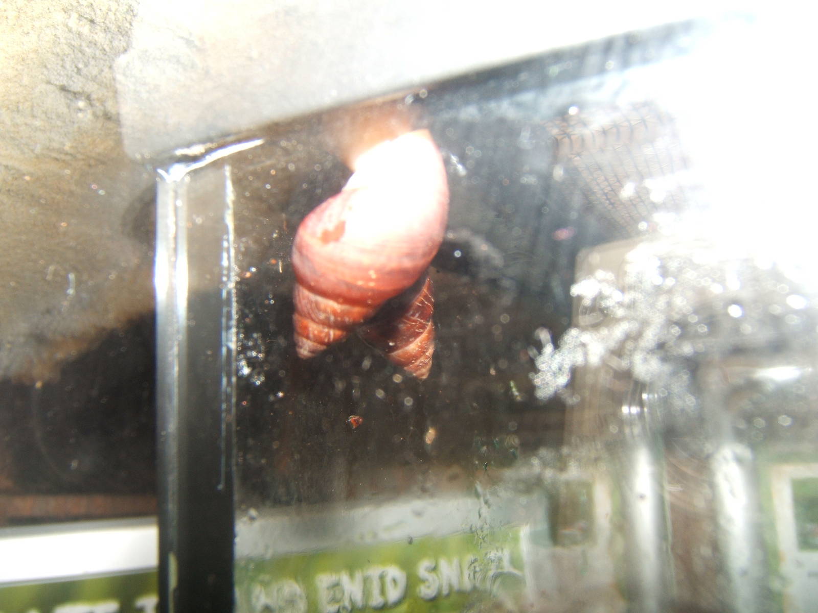 Fregate Island Enid Snail