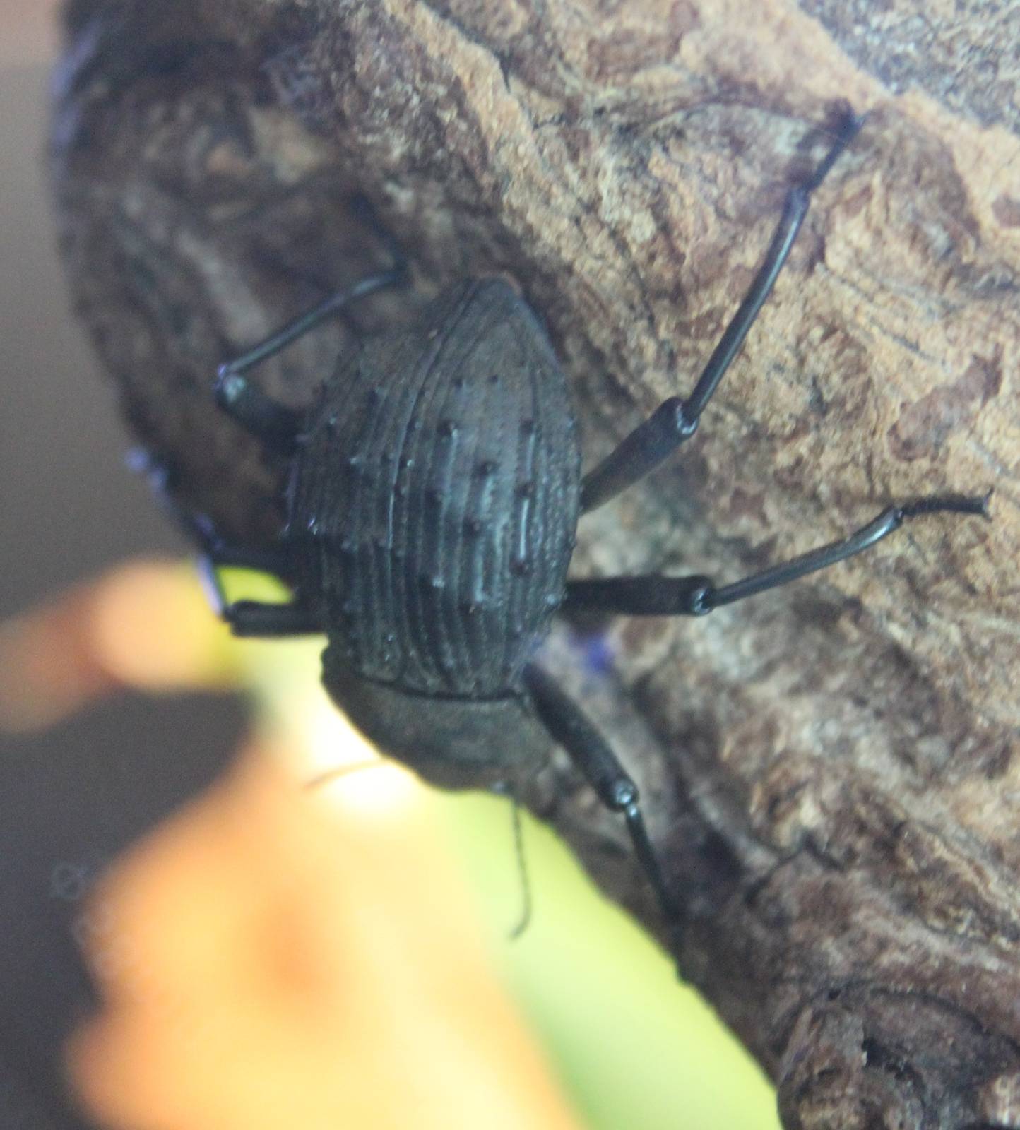 Fregate island giant beetle