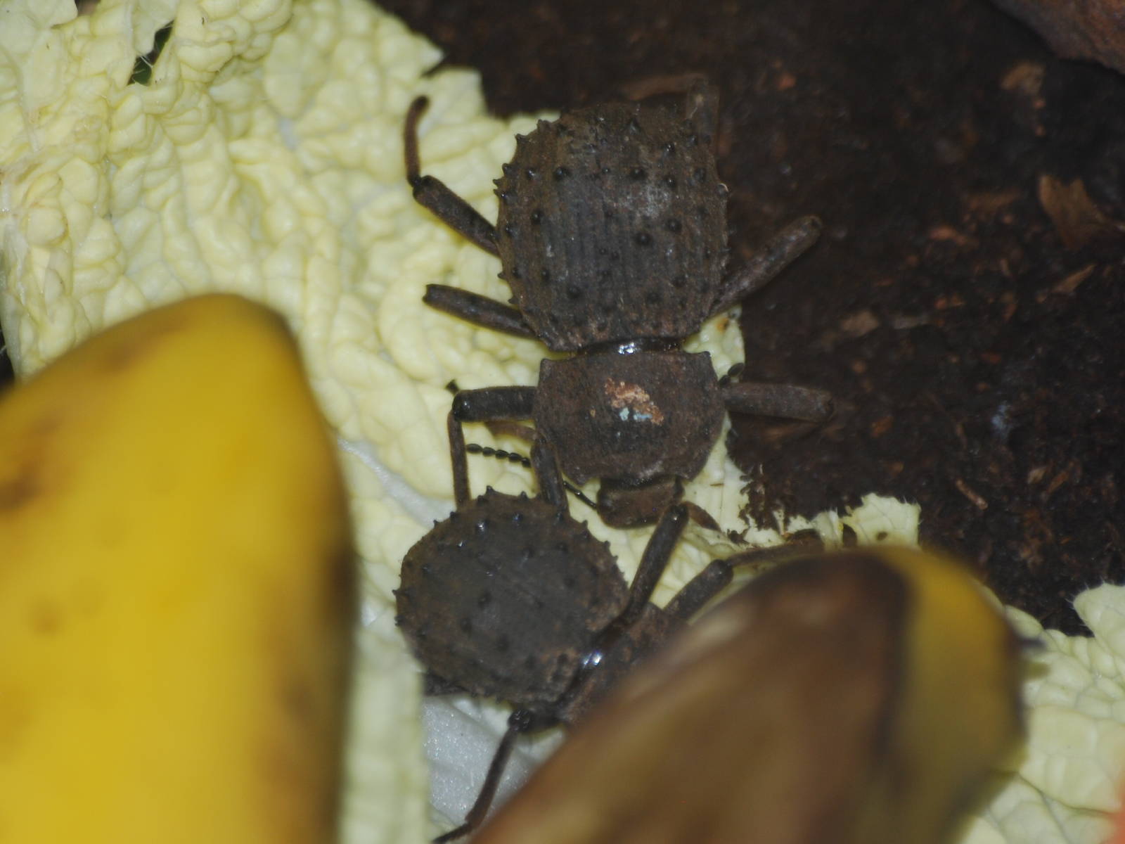 Fregate Island giant beetles