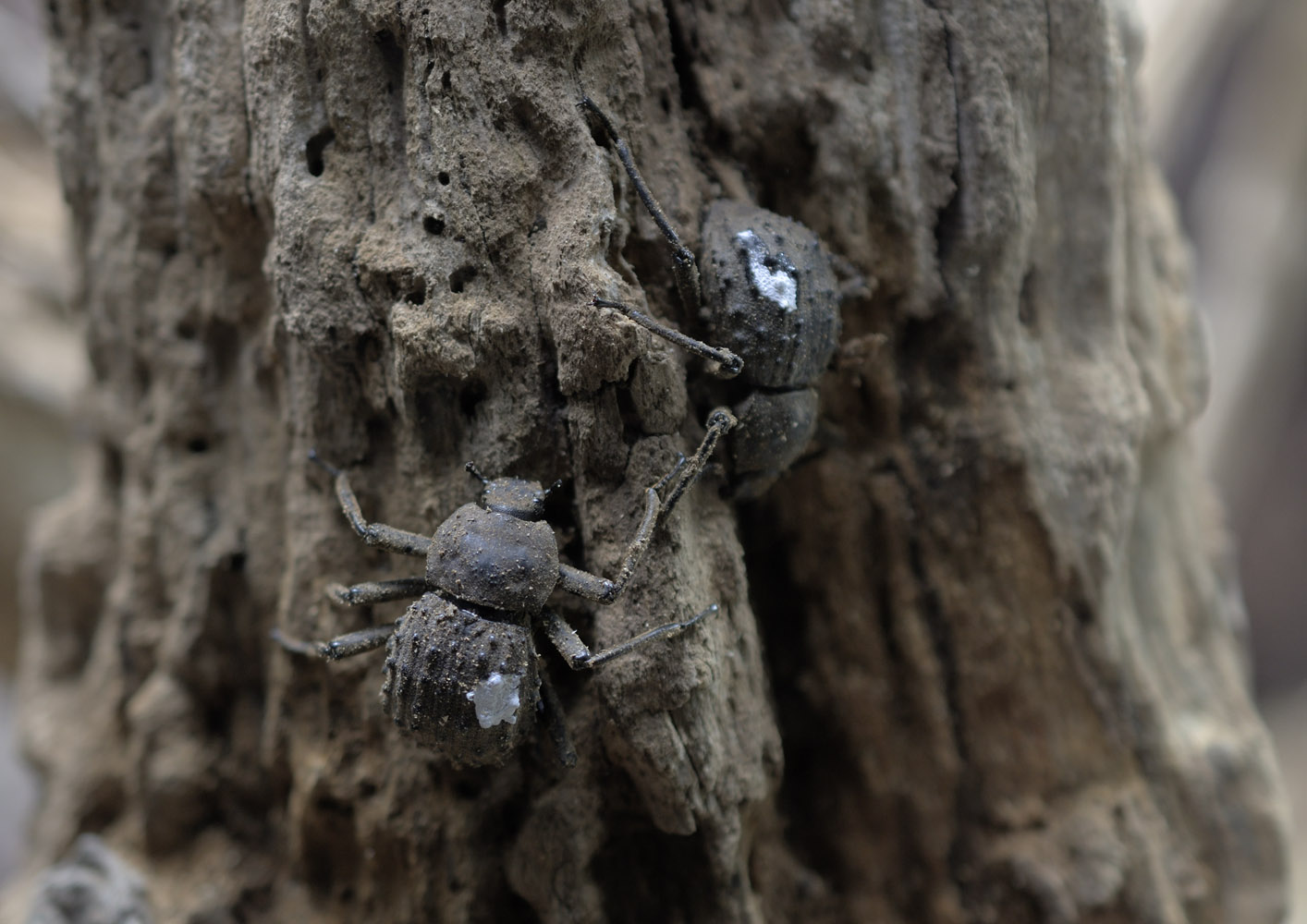 Fregate Island giant beetles