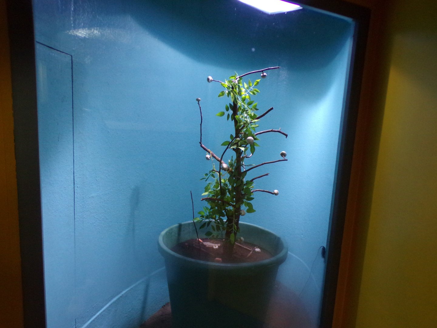 Fregate island palm beetle exhibit 11.2.25