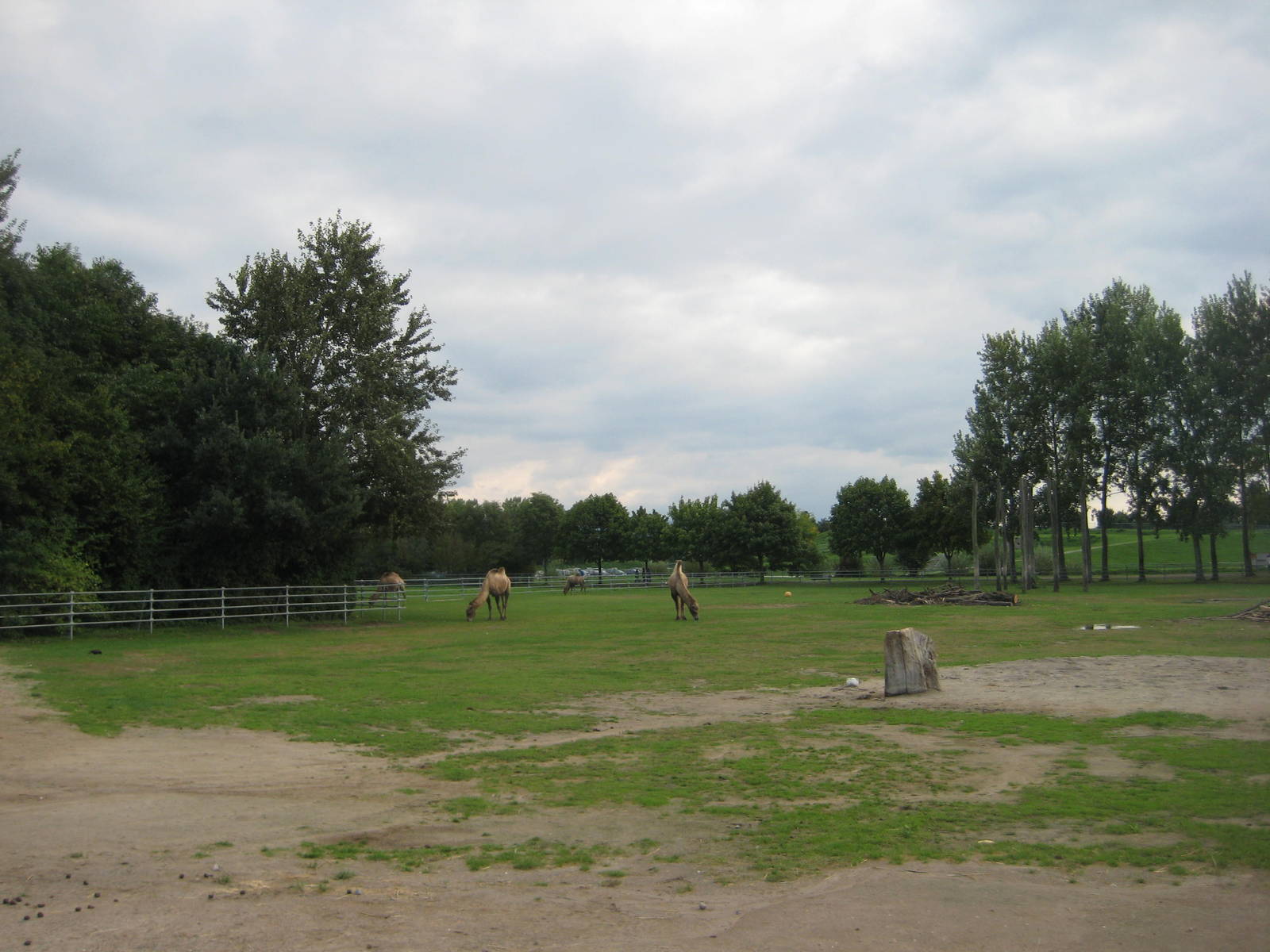 Freiburg Mundenhof Bactrian Camel Exhibit