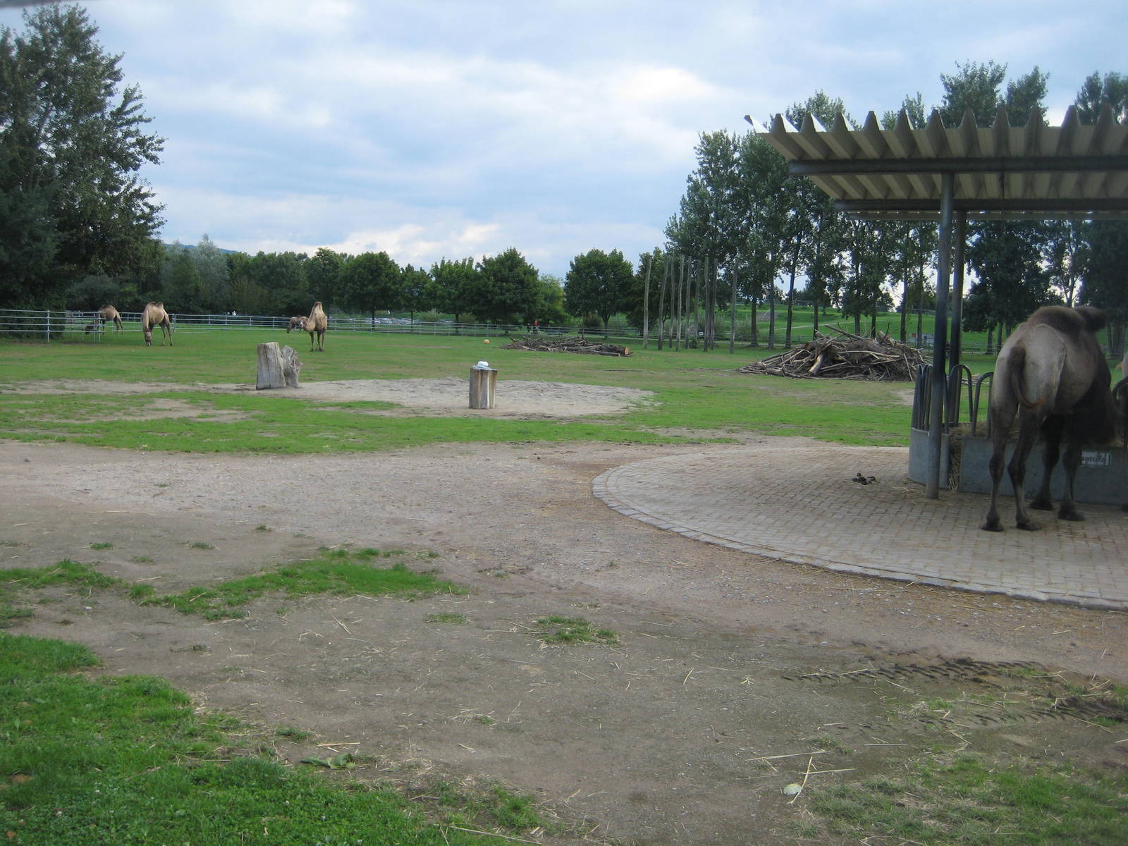 Freiburg Mundenhof Bactrian Camel exhibit