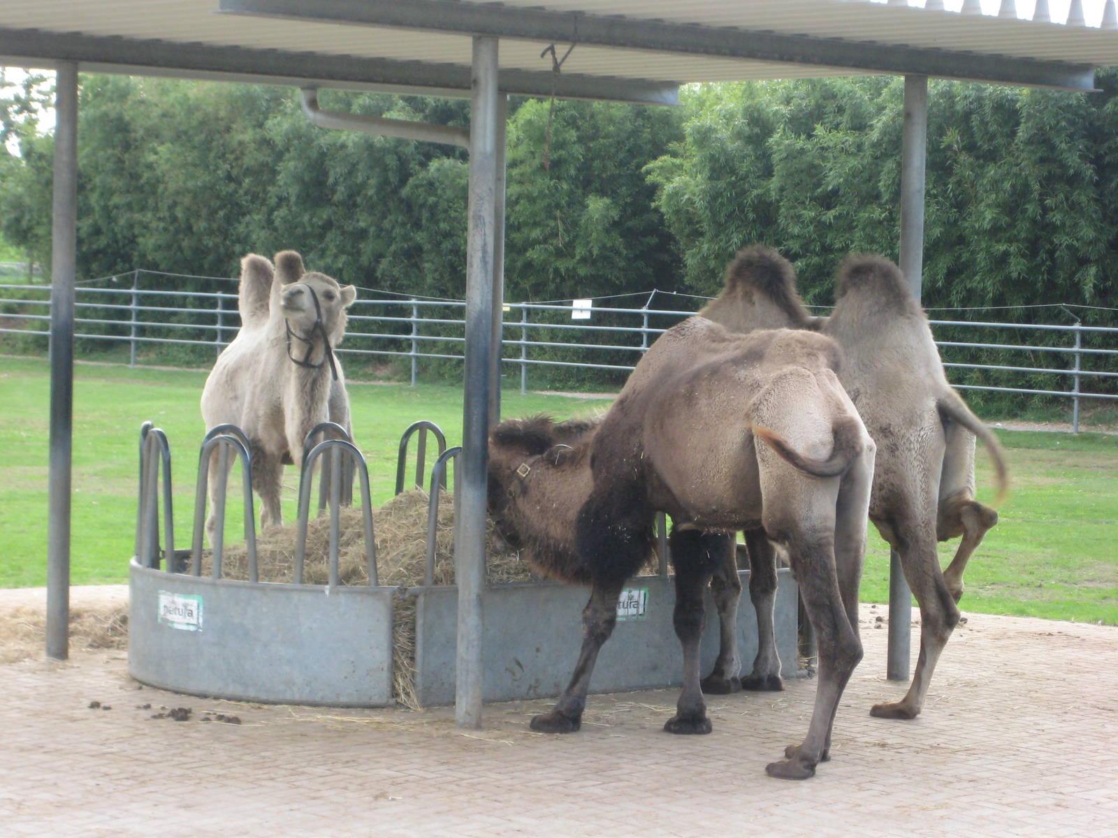 Freiburg Mundenhof Bactrian Camels