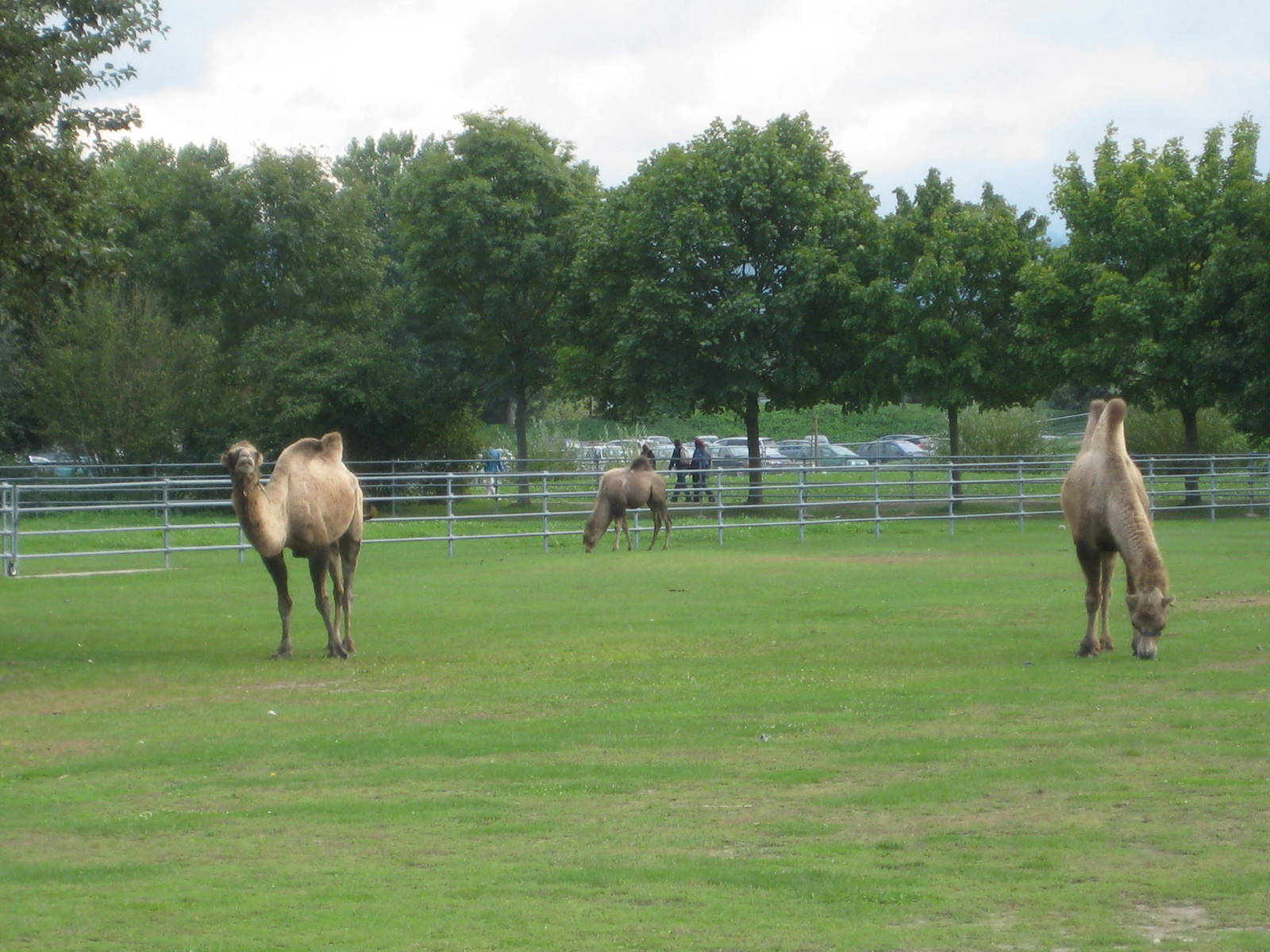 Freiburg Mundenhof Bactrian Camels