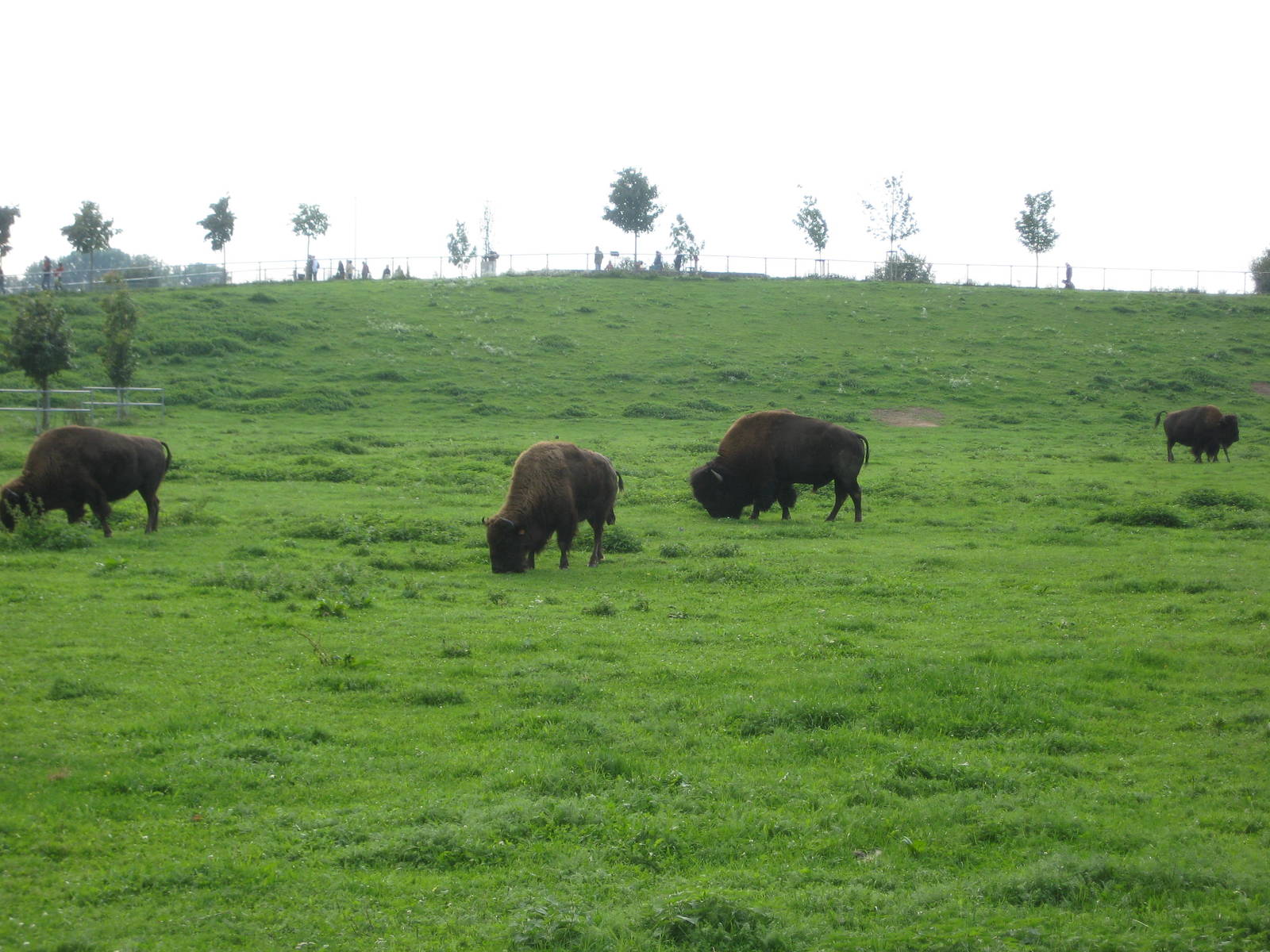 Freiburg Mundenhof Bisons