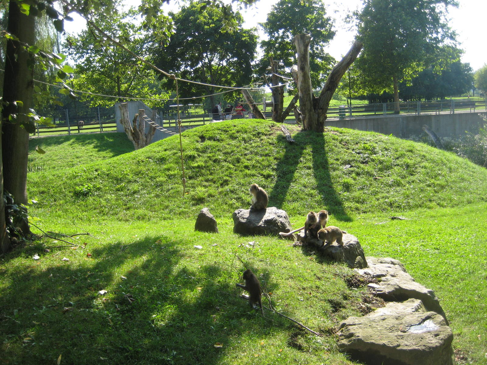 Freiburg Mundenhof Crab eating Monkey Exhibit