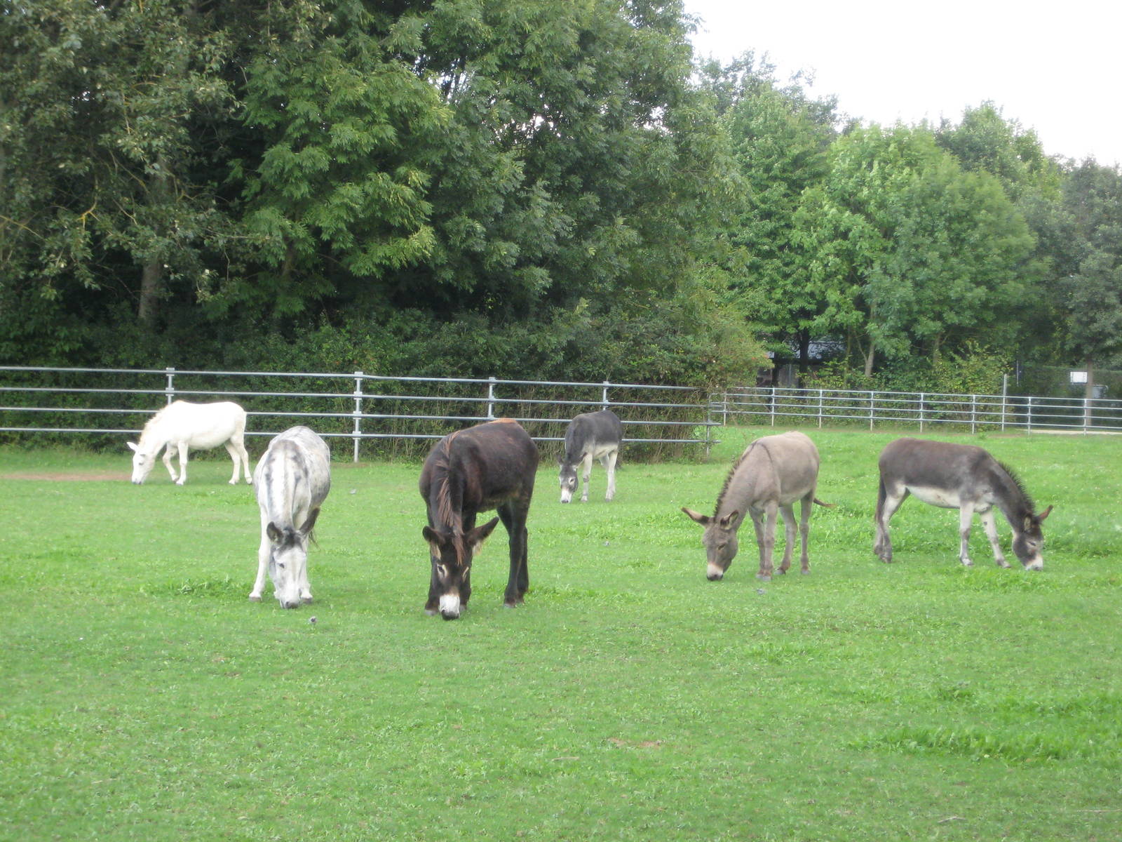 Freiburg Mundenhof Donkey Exhibit