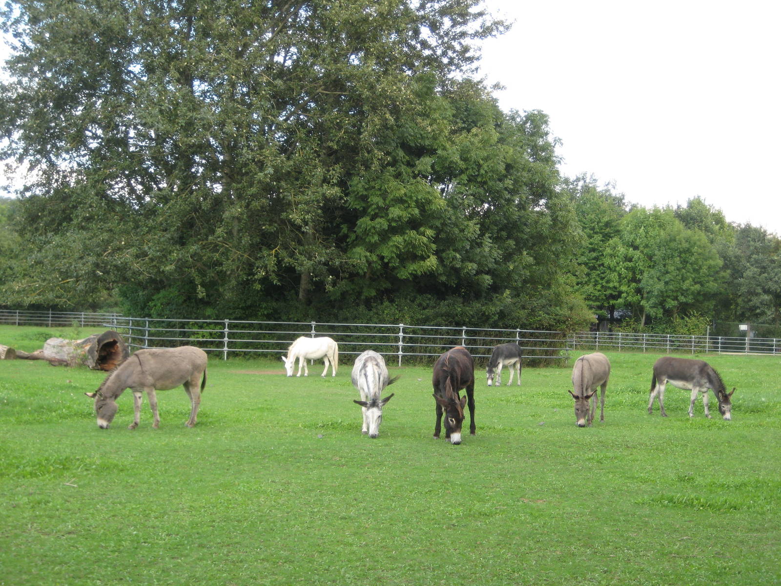 Freiburg Mundenhof Donkey Meadow