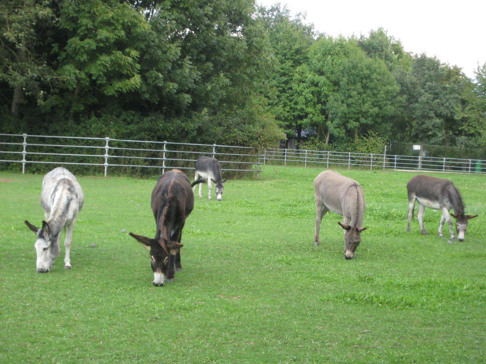 Freiburg Mundenhof Donkeys