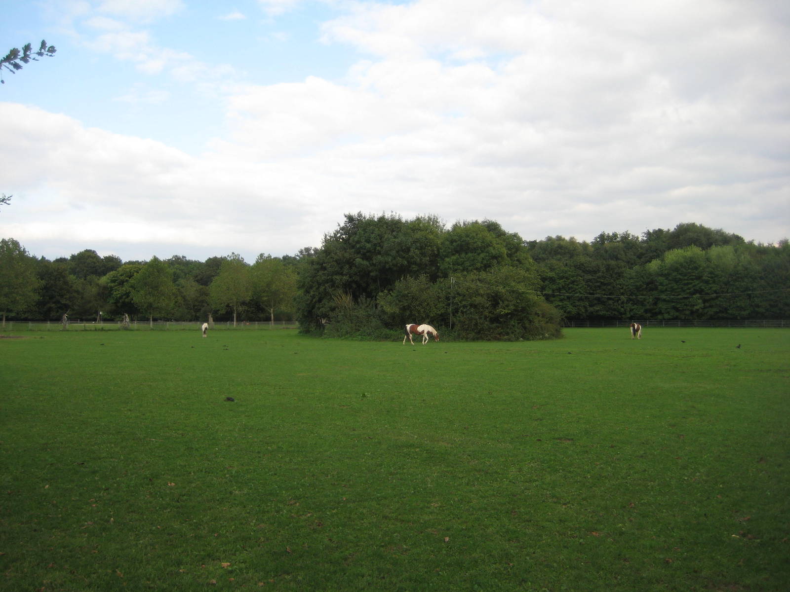 Freiburg Mundenhof Horse Meadow