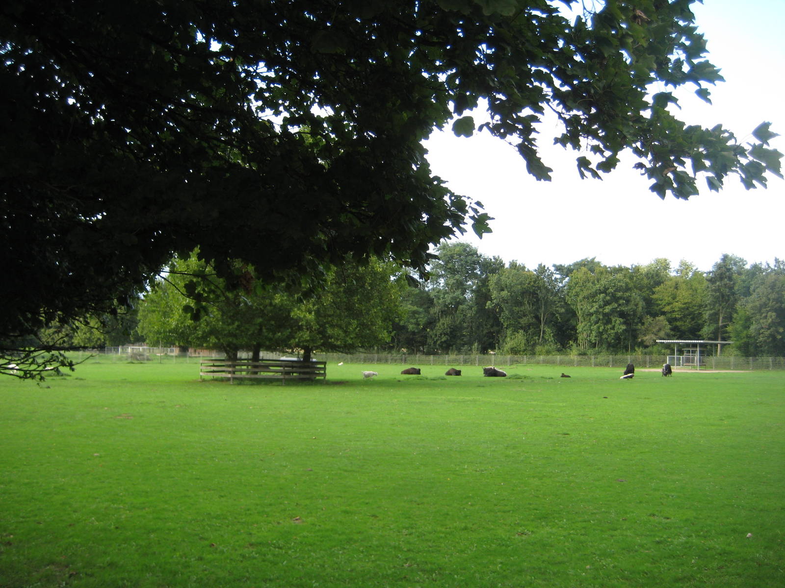 Freiburg Mundenhof The little Yak Exhibit