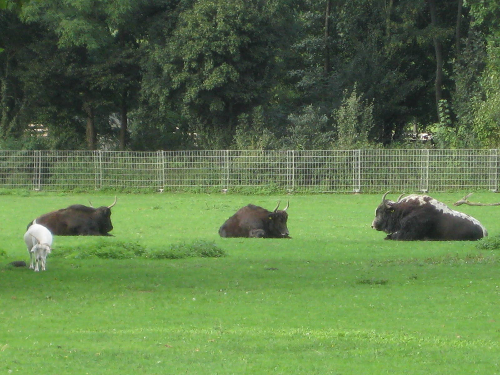 Freiburg Mundenhof Yaks